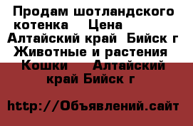 Продам шотландского котенка. › Цена ­ 1 000 - Алтайский край, Бийск г. Животные и растения » Кошки   . Алтайский край,Бийск г.
